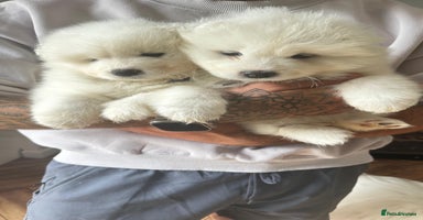 Samoyed dogs - Advert 4