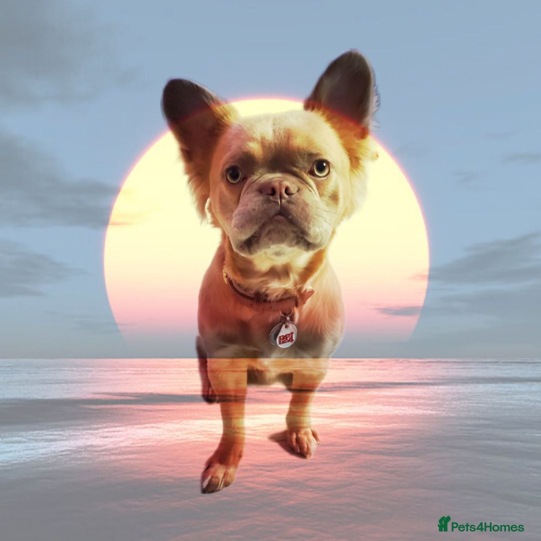 French Bulldog dogs Simba - Advert 1