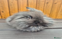 Mini Lion Lop rabbits for sale: 3 Lionlops ready to leave now  - Image 5