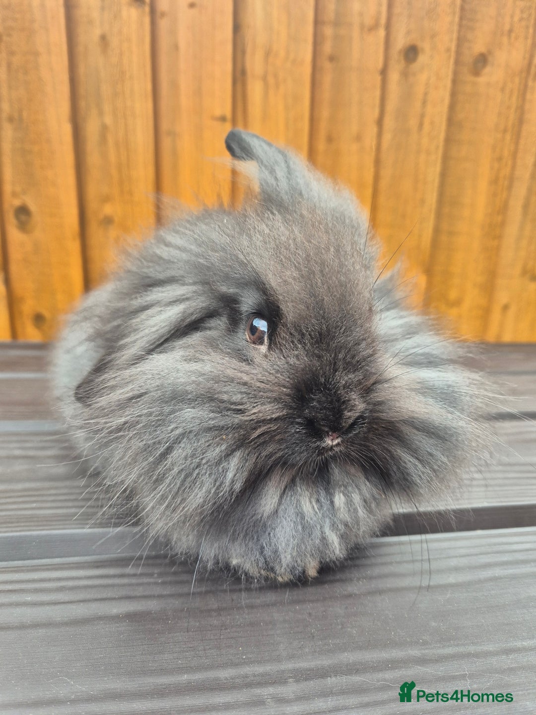 Mini Lion Lop rabbits for sale: 3 Lionlops ready to leave now  - Image 5