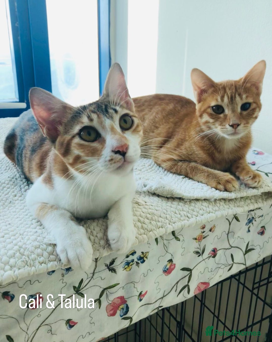 Mixed Breed cats for adoption: TALULA RARE GINGER GIRL & CALLIE 6M BONDED GIRL  - Image 3