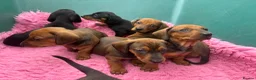 Dachshund dogs for sale: Stunning KC Registered Standard Dachshunds  - Advert 17