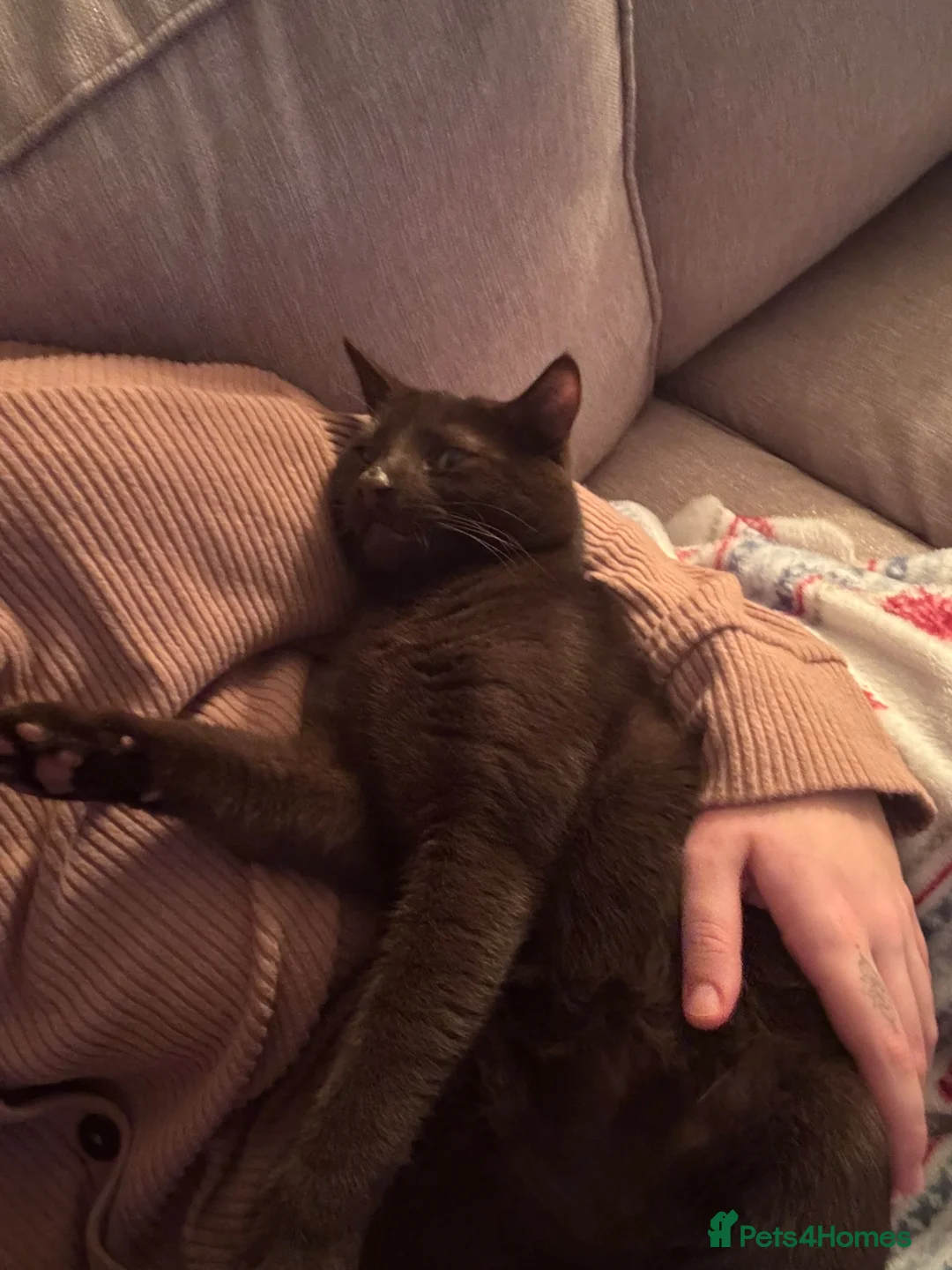 Mixed Breed cats for sale: Chocolate Brown Cat - Reggie/Reg in High Wycombe - Advert 2