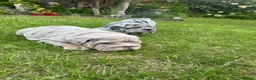 English Bulldog dogs for sale: Top Quality English Bulldog Pups Not Your Usual  in Colchester - Advert 20
