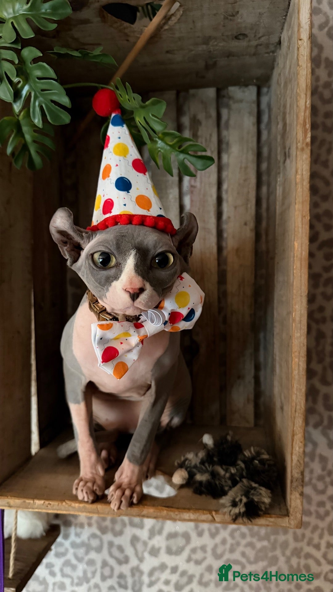 Sphynx cats Elf Sphynx boy - Advert 7