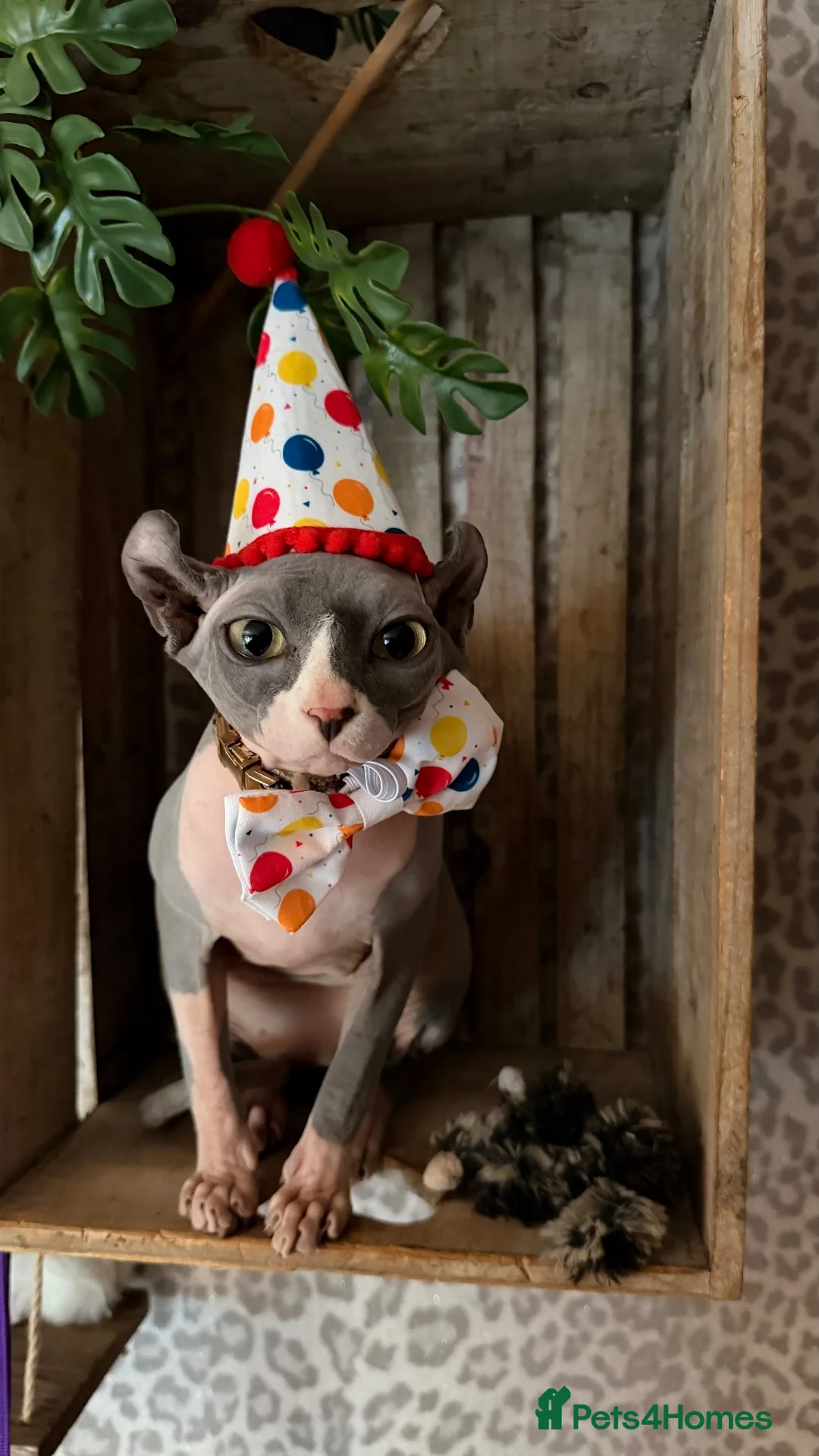 Sphynx cats for sale: Elf Sphynx boy in Ulverston - Advert 1