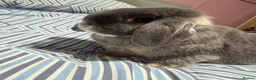 Mini Lop rabbits for sale: Bonded Mini Lop Pair - Looking for a Forever Home in Southampton - Advert 5
