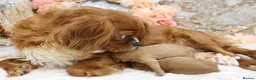 Cavapoo dogs for sale: Heath Tested Cavapoos - Advert 11