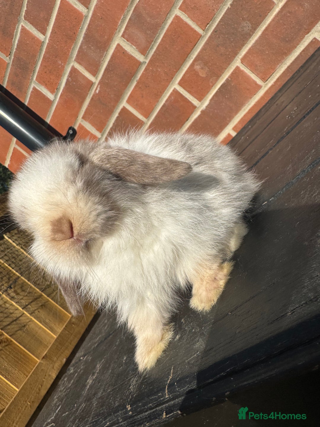 Mini Lop rabbits for sale: Mini Lops Small Well Handled  - Image 8