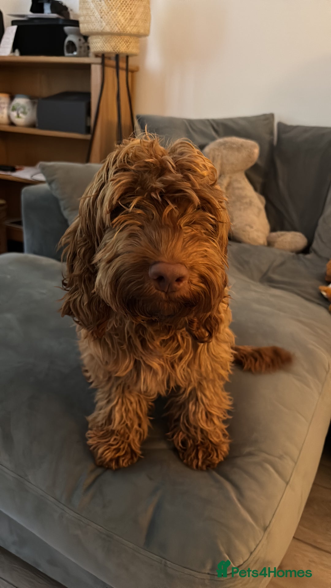 Cockapoo dogs for sale:  Beautiful Rolo - Advert 1