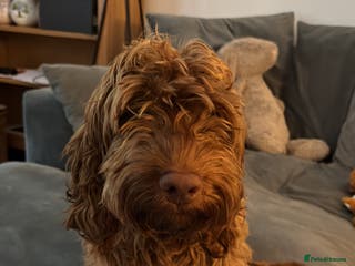 Cockapoo dogs Beautiful Rolo - Advert 21