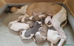 Whippet dogs for sale: Whippet puppies for sale - Image 9