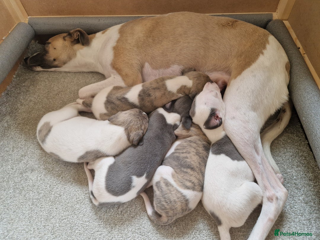 Whippet dogs for sale: Whippet puppies for sale - Image 9