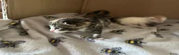 Mixed Breed cats for sale: kittens for sale 4 boys 3 girls ( two sister cats) in Bridgwater - Advert 3