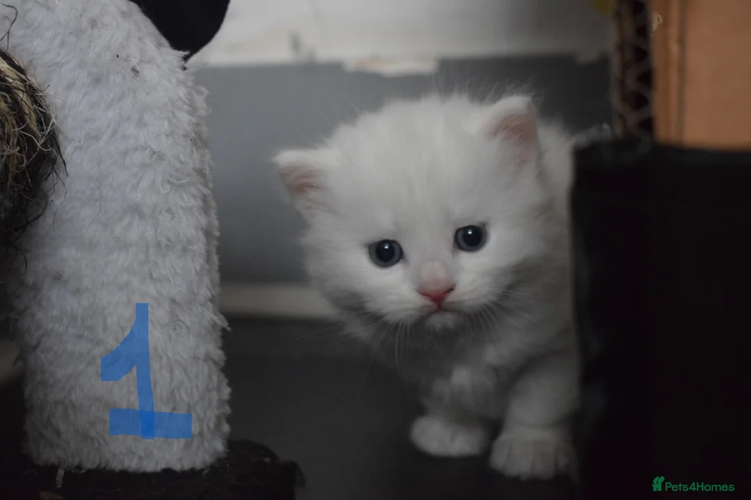 Mixed Breed cats for sale: Fluffy half ragdoll kittens available for sale - Advert 3