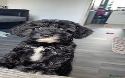 Cockapoo dogs for sale: Milo the pup - Image 3