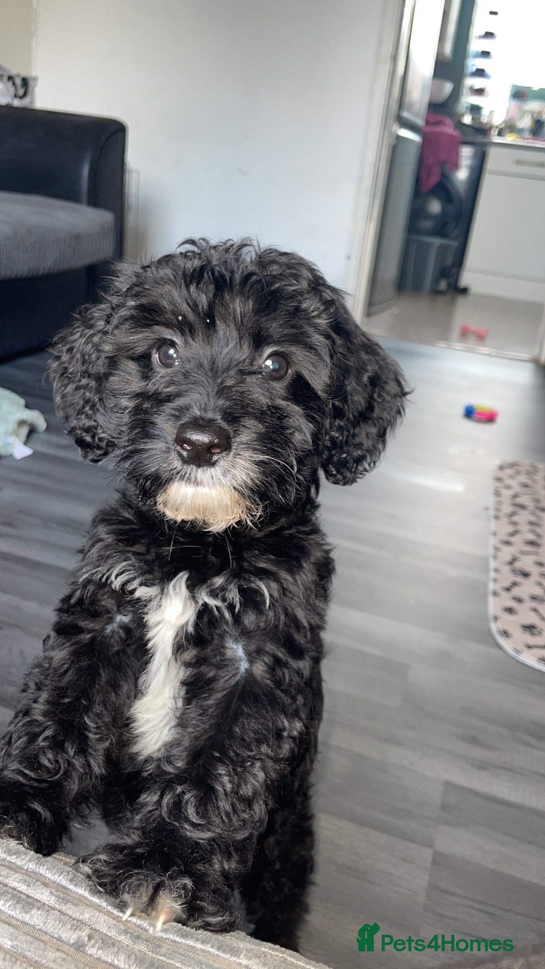 Cockapoo dogs for sale: Milo the pup - Image 3