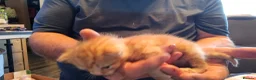 Mixed Breed cats for sale: 2 gorgeous kittens - Advert 6