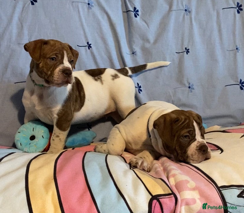 Alapaha Blue Blood Bulldog dogs TOP QUALITY PURE ALAPAHA BULLDOGS - Advert 1