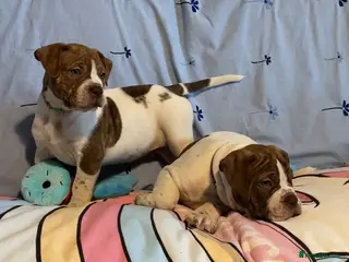 Alapaha Blue Blood Bulldog dogs TOP QUALITY PURE ALAPAHA BULLDOGS - Advert 1