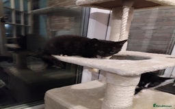 Mixed Breed cats for sale: 2 kittens ready to leave in 2 weeks - Image 4