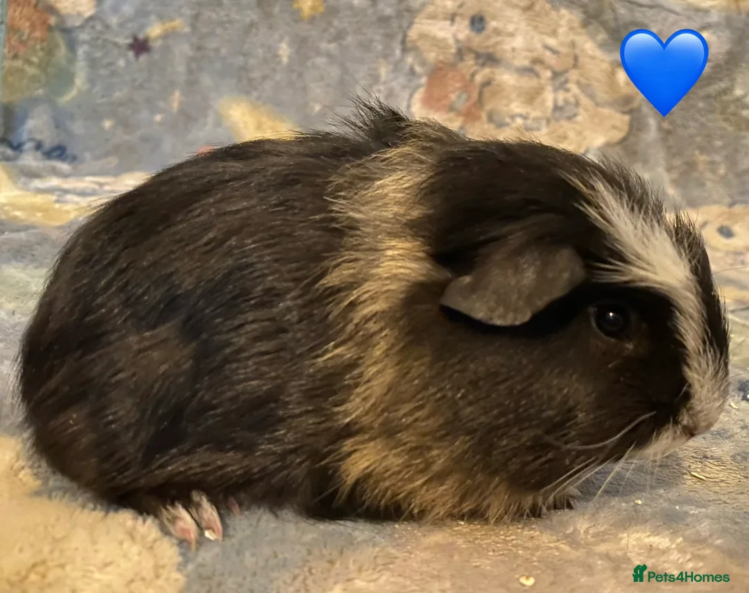 Guinea Pig rodents for sale: Gorgeous baby Guinea pigs - Advert 3