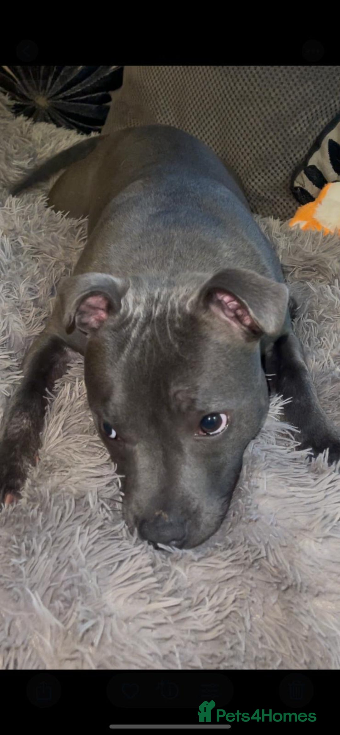 Staffordshire Bull Terrier dogs for sale: Beautiful solid blue staffy  - Advert 11
