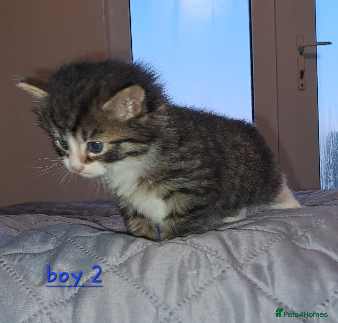 Domestic Shorthair cats for sale: 5 gorgeous kittens for sale  - Advert 38