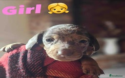 Miniature Dachshund dogs for sale: KC Mini Dachshund Dapple Girls & Boys and Tan Boy - Image 31