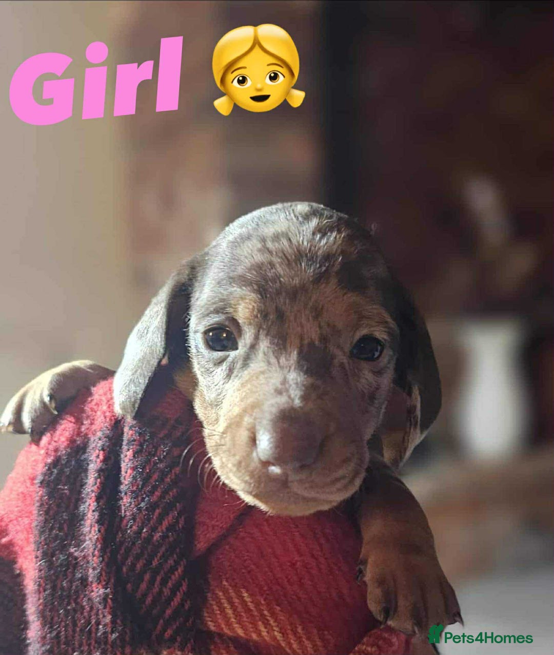 Miniature Dachshund dogs for sale: KC Mini Dachshund Dapple Girls & Boys and Tan Boy - Image 31