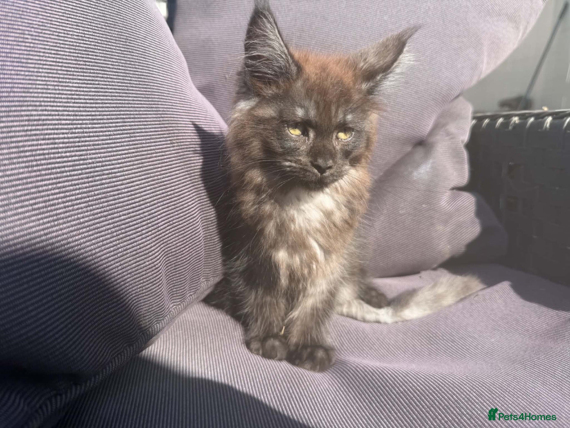 Maine Coon cats Stunning Maine coon kittens  - Advert 2