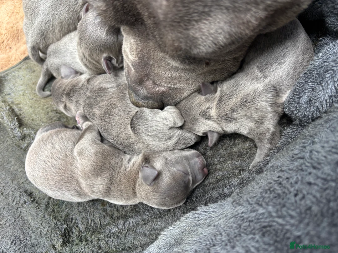 Staffordshire Bull Terrier dogs for sale: Pure Blue Staffordshire Bull Terrier Puppies  in Worcester Park - Advert 2