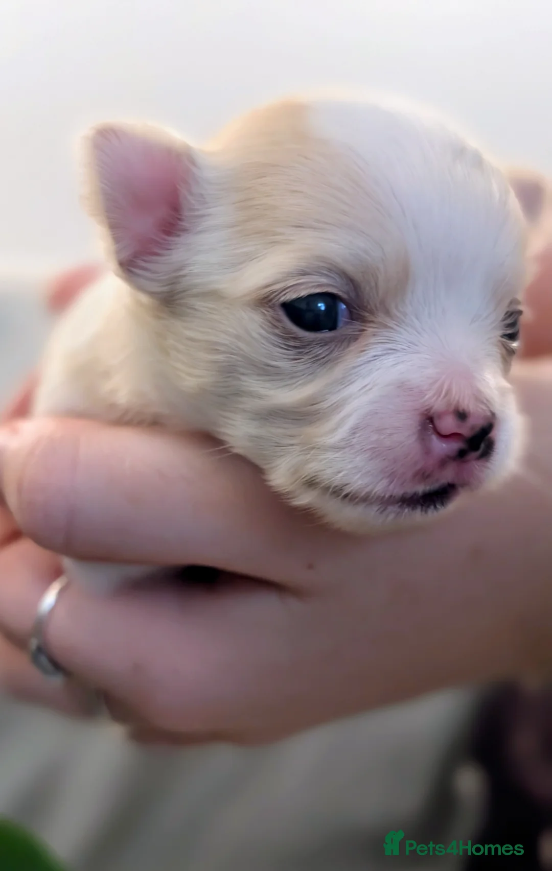 Chihuahua dogs for sale:  3 ABSOLUTELY GORGEOUS CHIHUAHUA PUPPIES FOR SALE - Advert 28