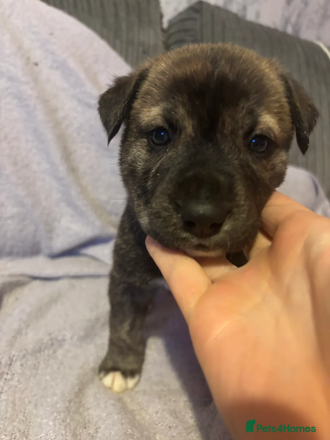Mixed Breed dogs for sale: 10 beautiful puppies canecorso X huskyakita - Advert 7