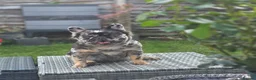 French Bulldog dogs for sale: 4 Stunning Full Fluffy Frenchie Pups - Advert 2