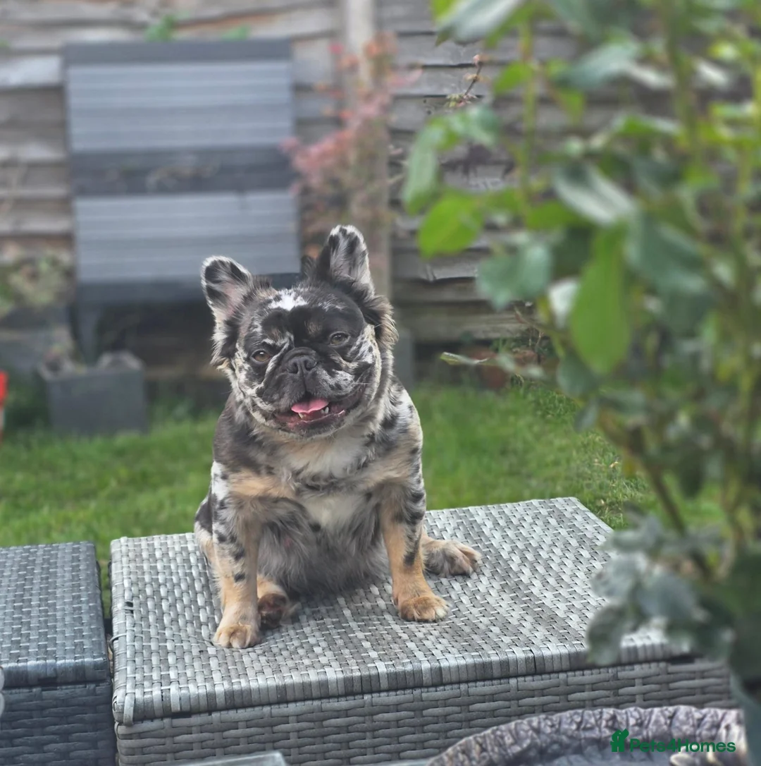 French Bulldog dogs for sale: 4 Stunning Full Fluffy Frenchie Pups - Advert 2