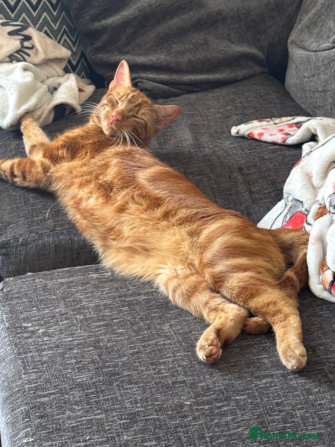 British Shorthair cats for sale: Ginger cat free to good home - Advert 3