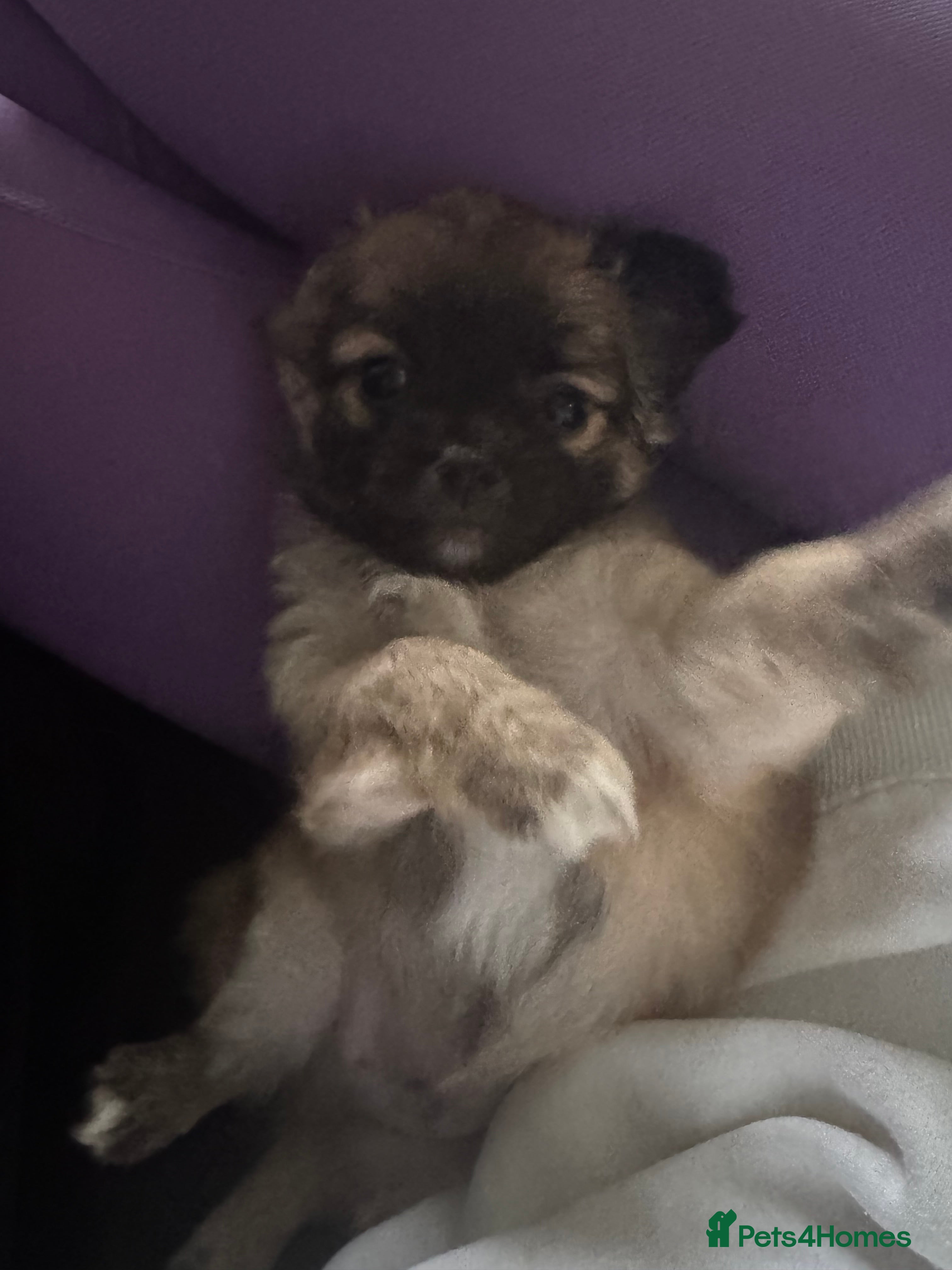 Chihuahua dogs 2 chihuahua Puppys  - Advert 14