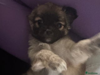 Chihuahua dogs 2 chihuahua Puppys - Advert 5