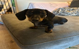 Miniature Dachshund dogs for sale: Miniature dachshunds for sale - ready to go now  - Image 5