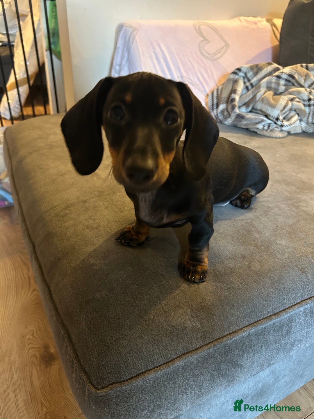 Miniature Dachshund dogs for sale: Miniature dachshunds for sale - ready to go now  - Image 5