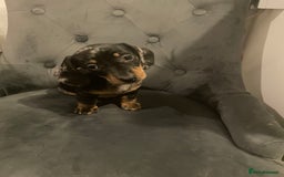 Miniature Dachshund dogs for sale: Mum is our family pet (pebbles) - Advert 3