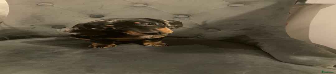 Miniature Dachshund Puppy 1