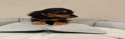 Miniature Dachshund dogs for sale: READY NOW Kc reg boys & girls - Advert 35