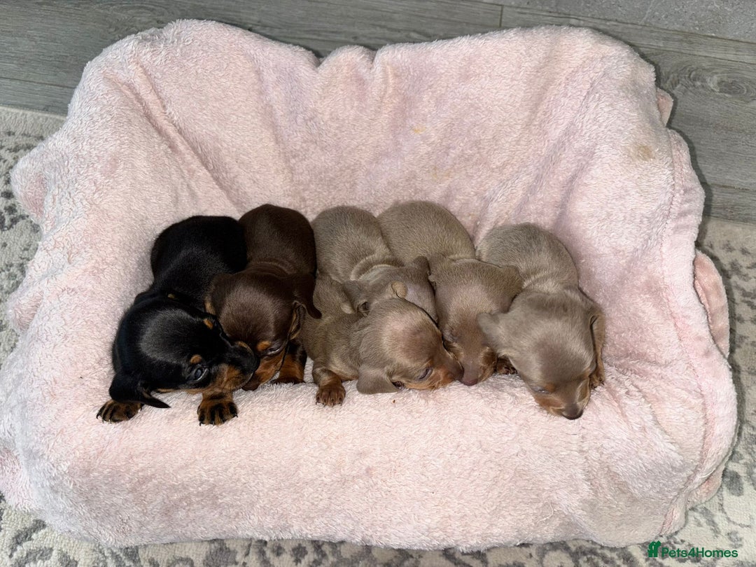 Dachshund dogs for sale: Dachshund puppies - Image 11