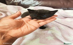 Mixed Breed cats for sale: Ragdoll Bengal mix kittens available for sale - Image 4