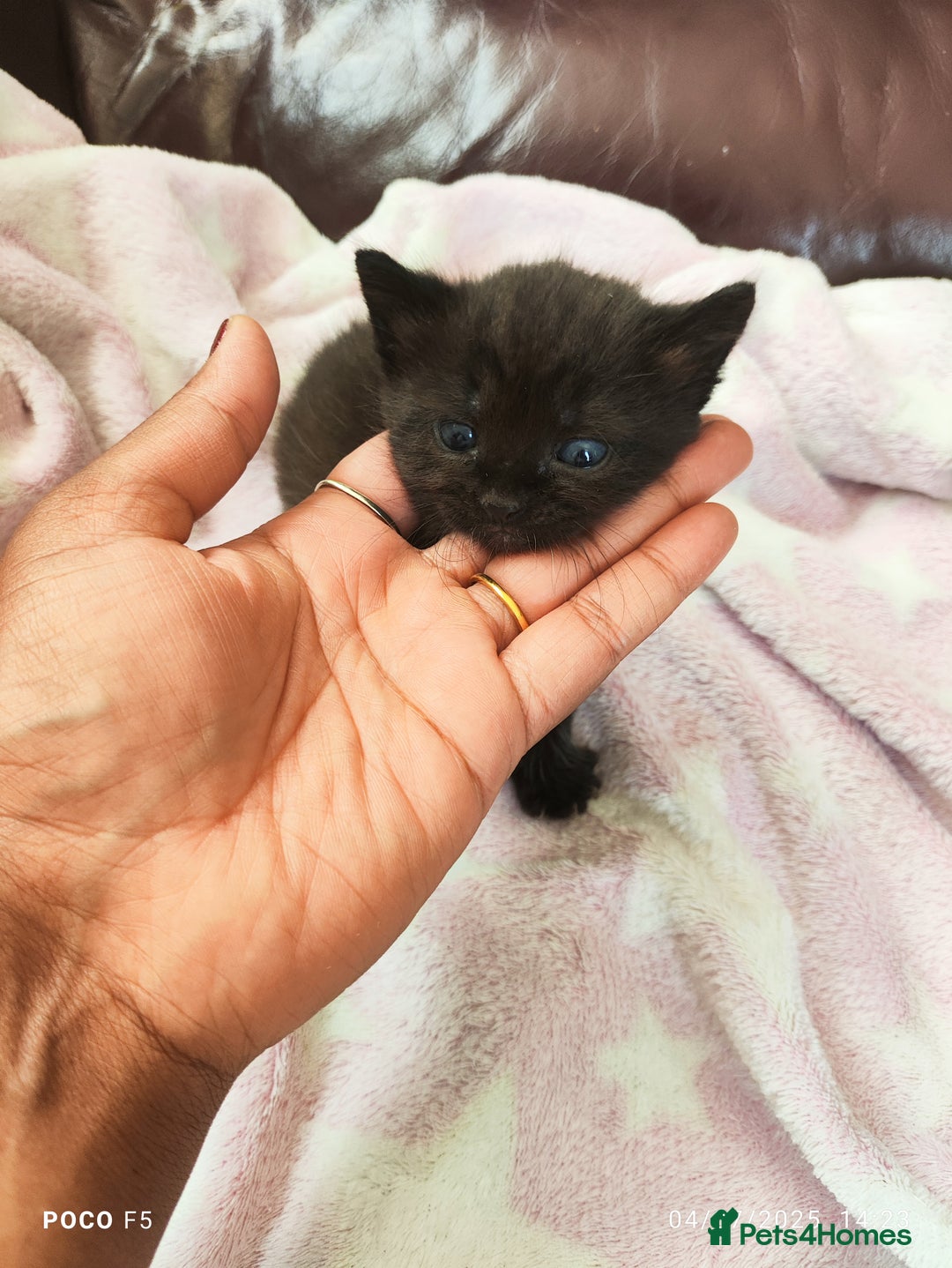 Mixed Breed cats for sale: Ragdoll Bengal mix kittens available for sale - Image 4