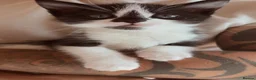 Ragdoll cats for sale: Beautiful litter of ragdolls - Advert 5