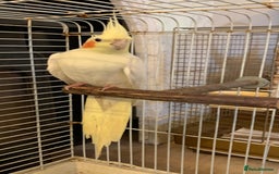 Ringnecks birds for sale: cockatiel ring neck parakeets rosella - Image 3