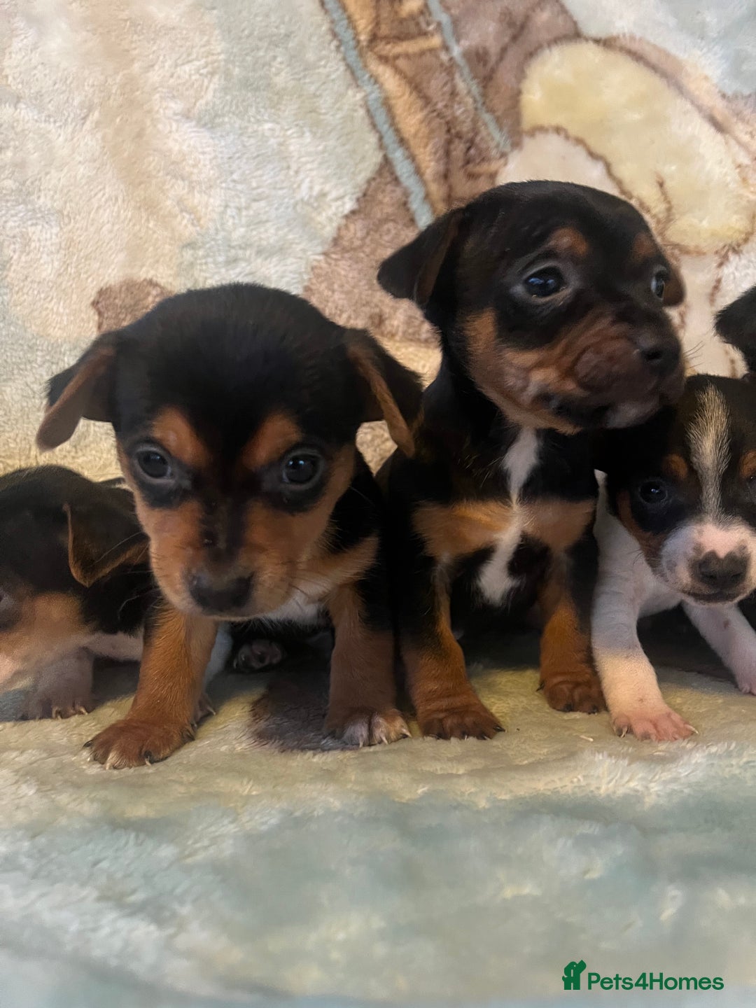Jack Russell dogs for sale: 6 stunning jackruseel puppues - Advert 6